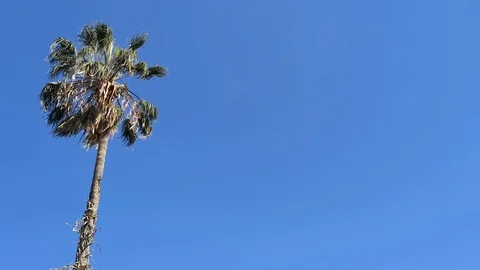 Palm tree in the wind against the blue sky Stock Footage 129552971
