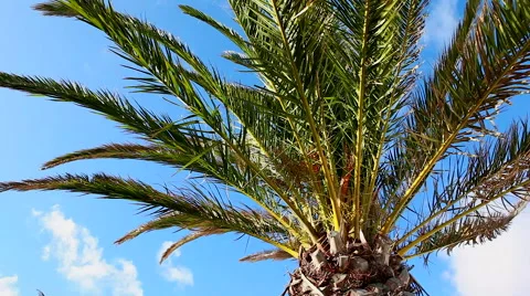 Palm Tree, Wind and Blue Sky pan Stock Footage 45348211