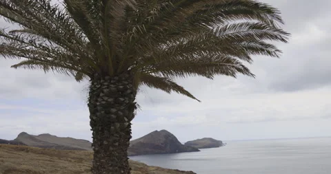 Palm tree in the wind and mountains in the background, Madeira, 4K Stock Footage 246327695