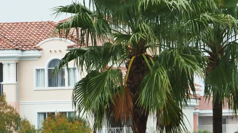 Palm Tree in Wind and Rain at Resort During Storm, 4K Stock Footage 61524378