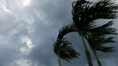 Palm Tree in Wind and Rain as Storm approaches panning Stock Footage 95976802