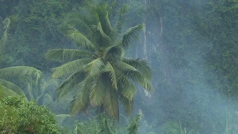 Palm tree Wind and Smoke in Jungle Stock Footage 72979229