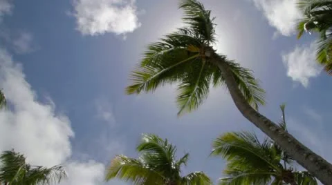 Palm tree in the wind at back light Stock Footage 12139169
