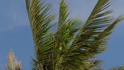 Palm tree on wind on beach. Video stock 96157469