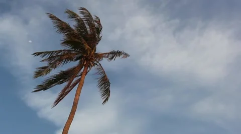 Palm tree on the wind with blue cloudy sky on the background Stock Footage 48634467