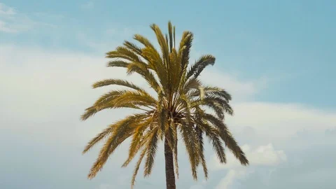 Palm tree on the wind. Blue sky background. / 4K Video Footage Video stock 101842221