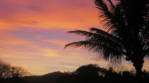 Palm tree  in the wind during sunset Stock Footage 8948151