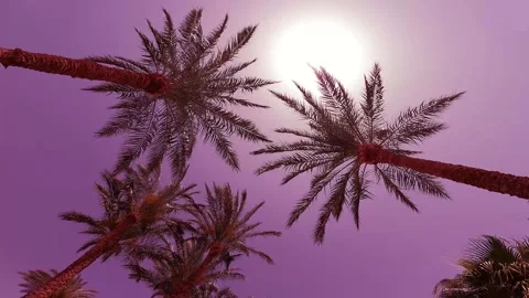 Palm tree in the wind in Egypt against the sky in pink Stock Footage 265061938