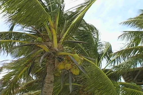 Palm tree in the wind Stock Footage 119161