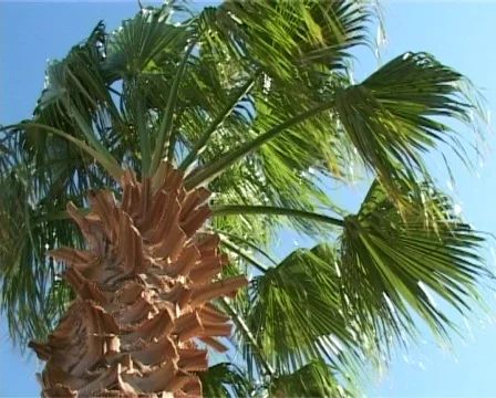 Palm tree in the wind Stock Footage 321287