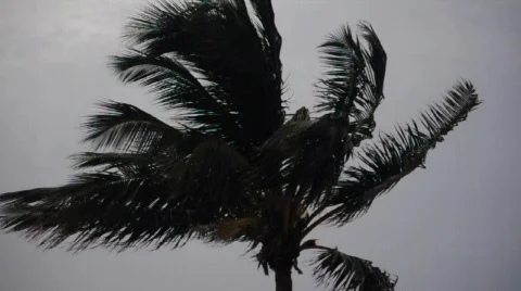 Palm tree in the Wind 動画素材 477823