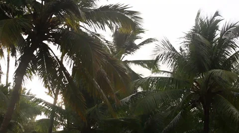 Palm tree in wind Stock Footage 36563367