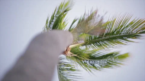 Palm Tree in the wind Stock-Footage 40268205