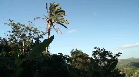 Palm tree in the wind Video stock 52510241