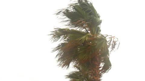 Palm Tree in the Wind Stock Footage 63449709