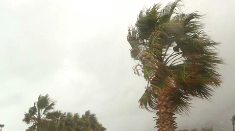 Palm Tree in the Wind Stock Footage 63449750