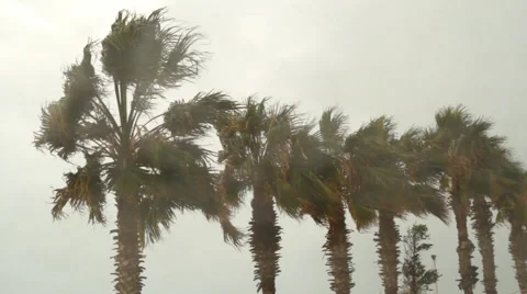Palm Tree in the Wind Stock Footage 63449781