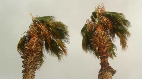 Palm Tree in the Wind Stock Footage 63449820