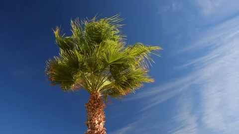 Palm tree on the wind Stock Footage