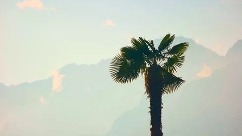 Palm tree in the wind. Stock Footage