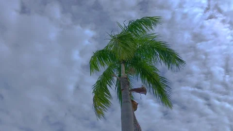 Palm Tree in the wind. Stock Footage 89013081