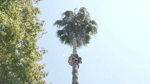 Palm Tree in wind Stock Footage 93792556
