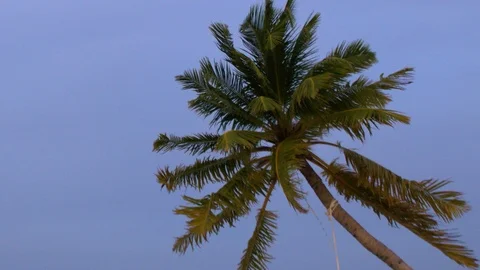 Palm tree in the wind Stock Footage 104092578