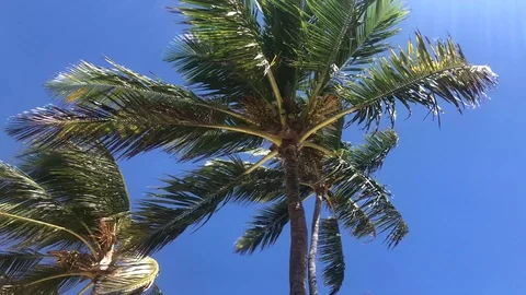 Palm Tree In The Wind Stock Footage 104453755