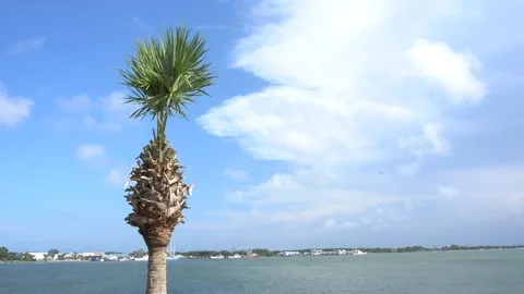 Palm tree in the wind Stock Footage 112130485
