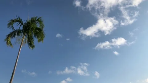 Palm Tree In The Wind Stock Footage 120617983