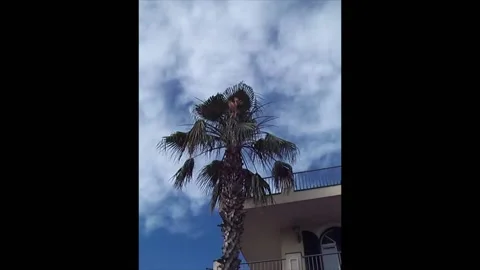 Palm tree in the wind Stock Footage 132664151