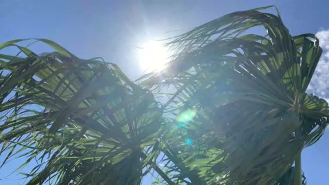 Palm tree in the wind Stock Footage 171298191