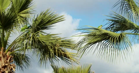 Palm tree in the wind Video stock 192266890
