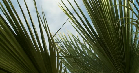 Palm tree in the wind Video stock 192268890
