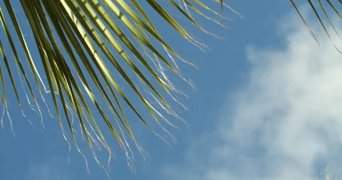 Palm tree in the wind Stock-Footage 192269816