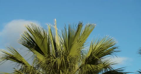 Palm tree in the wind Video stock 192271275
