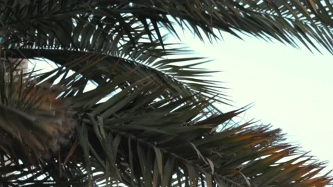 Palm tree in the wind Stock Footage 233456834