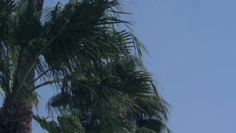 Palm tree in the wind 動画素材 237192923