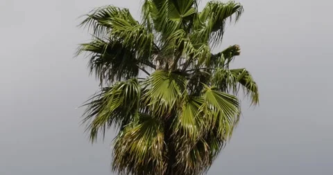 Palm tree in the wind Stock Footage 271210493