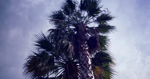 A palm tree in the wind Stock Footage 283635282