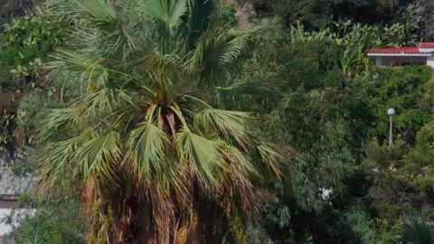 Palm tree in the wind Stock Footage 301818222