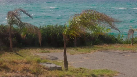 Palm tree in the wind Stock Footage 301818225