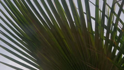 Palm tree in the wind Stock Footage 301818229