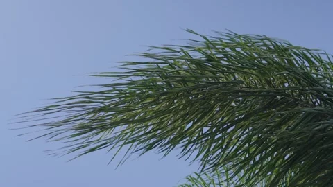 Palm Tree in the Wind. Stock Footage 303924571