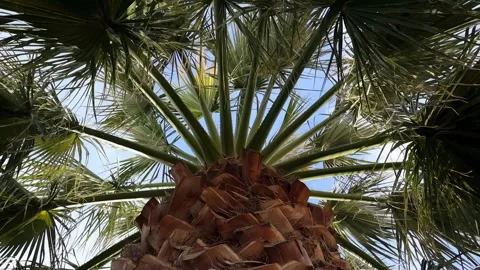 Palm tree in the wind 스톡 동영상 337357144