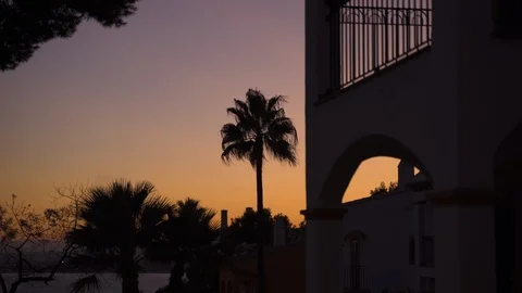 Palm tree in wind on a late evening night in Mallorca. Beautiful colors in Stock Footage 122350986