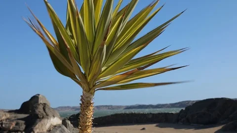 Palm tree in wind at Lüderitz ocean sea side with massive waves hitting the shor Stock Footage 102738935