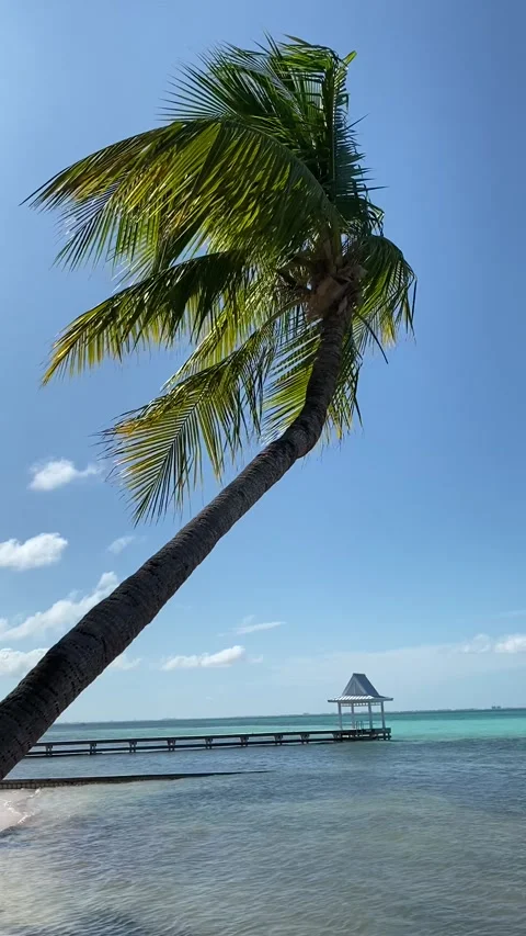 Palm tree in the wind over the Caribbean Sea Stockbeeldmateriaal 132061300