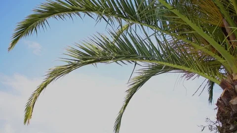 Palm tree in the wind (slomo) Stock Footage 95270076