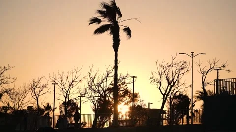 Palm tree in the wind, sunset in the background Stock Footage 201875837